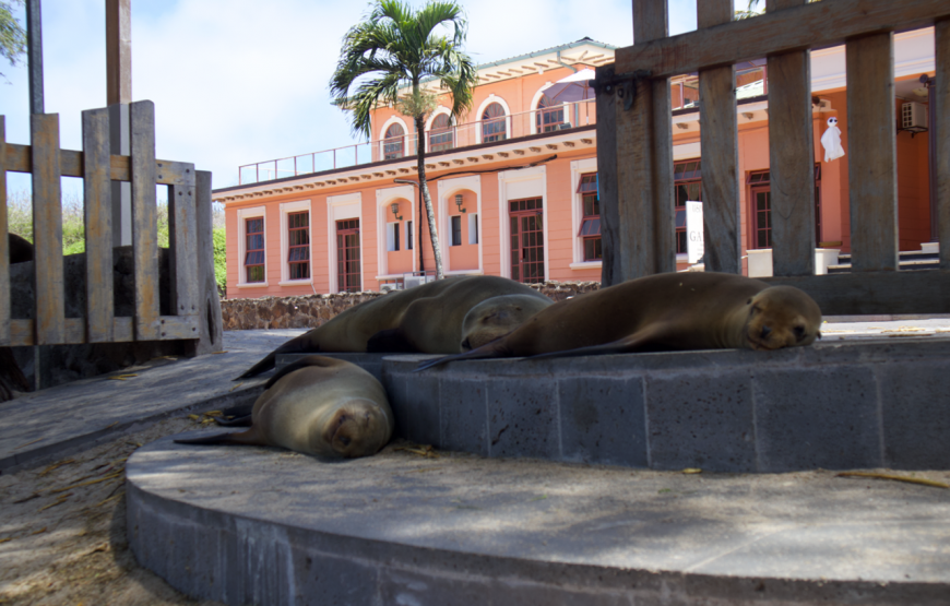 Galápagos Santa Cruz + San Cristóbal